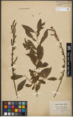 Foto von Salix purpurea L. x Salix silesiaca Willd.
